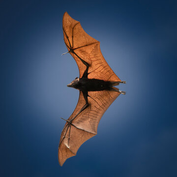 Black Flying-fox or Black Fruit Bat also called Pteropus alecto.