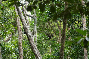 Twig in the rainforest with Orangutan nest/house on the background. Borneo, Indonesia, 29 December 2025 © Hana
