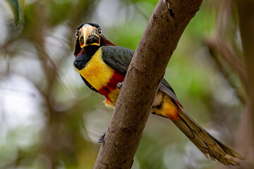 Fototapeta premium Aricari - Pantanal, Brazil