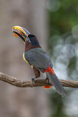 Fototapeta premium Aricari - Pantanal, Brazil