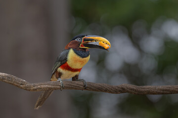 Fototapeta premium Aricari - Pantanal, Brazil