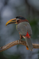 Fototapeta premium Aricari - Pantanal, Brazil