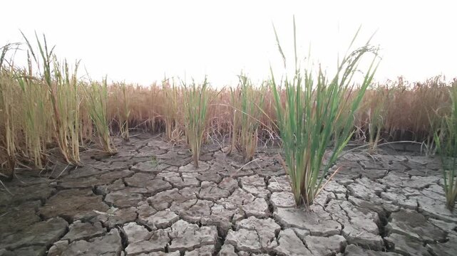 Rice field at sunset slowly deteriorating due to natural disaster and environmental damage.