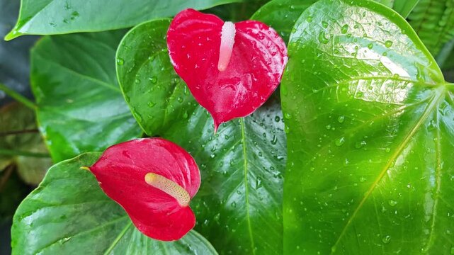 Fresh red anthurium flower shimmering with water droplets in natural light.