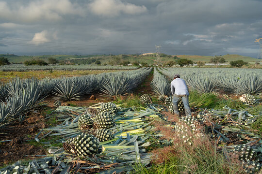 Un agricultor est&aacute; empujando una planta de agave que luego se convertir&aacute; en tequila.