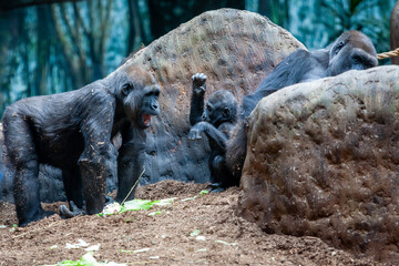 Gorilla family playing