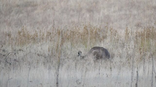 Australian Eastern Grey Kangaroo in field eating then looking at camera 4k
