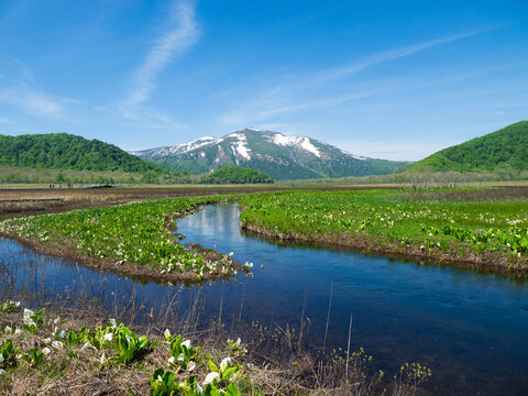 尾瀬にて、至仏山と湿原、水芭蕉(Mt. Shibutsu, the wetlands, and skunk cabbage in Oze.)