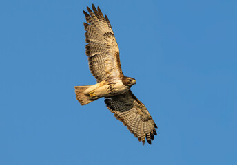 Fototapeta premium Red-tailed hawk in flight, its wings spread.