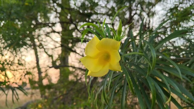 Yellow oleander flowers in the garden. Cascabela thevetia
