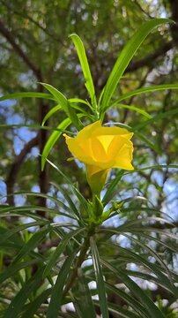 Yellow oleander flowers in the garden. Cascabela thevetia