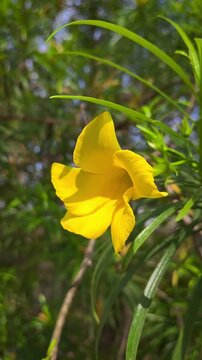 Yellow oleander flowers in the garden. Cascabela thevetia
