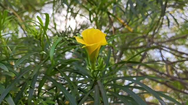Yellow oleander flowers in the garden. Cascabela thevetia