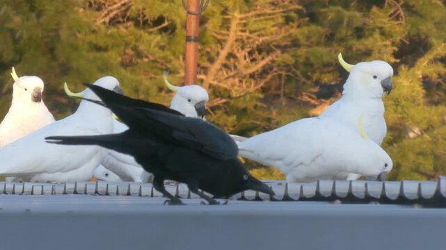 Flock of Australian Cockatoos and crow on coruggated roof biting and drinking 4k