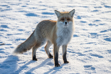 Fototapeta premium A red fox was spotted on the ice surface of lake Baikal, Russia. Known for their adaptability, they are often photographed hunting or scavenging on the lake's ice during winter.