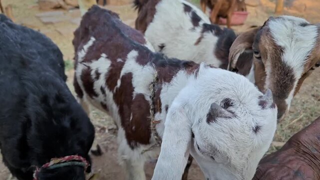 Funny goats family in farm