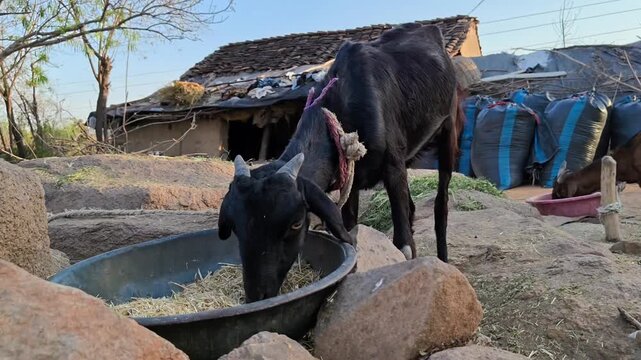 Black goat eating dry fodder from metal tasla in front of a village house