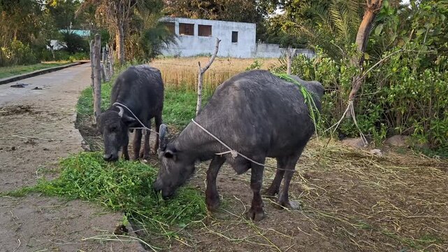 Two black indian buffalo eating fresh green fodder grazing in a rural village
