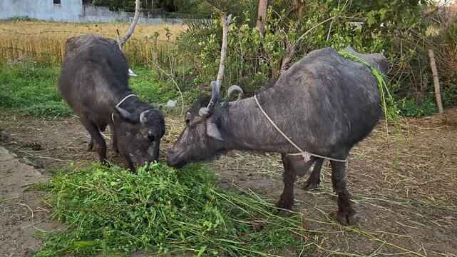Two black indian buffalo eating fresh green fodder grazing in a rural village