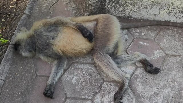 Close up of a deceased langur monkey lying motionless on a stone path
