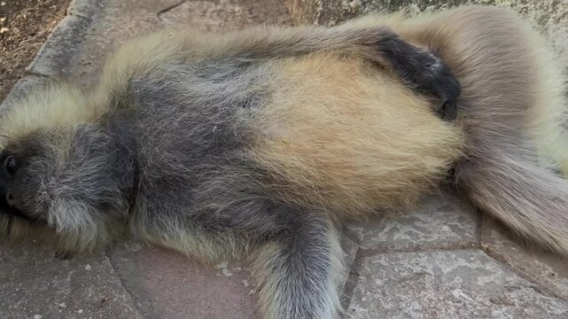 Close up of a deceased langur monkey lying motionless on a stone path
