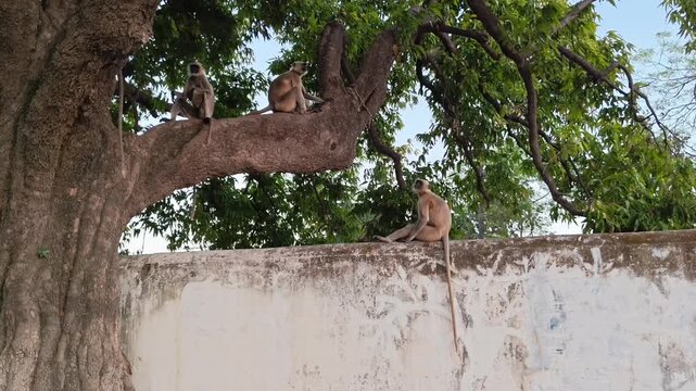 Gray langurs resting on a large tree branch and concrete wall