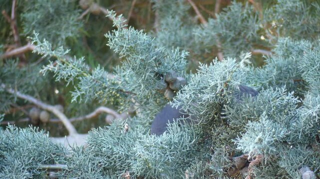 Australian Currawong perched in pine tree eating nuts 4k
