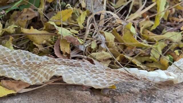 Close up of shed snake skin molt lying on dry leaves and rocks in the wild nature
