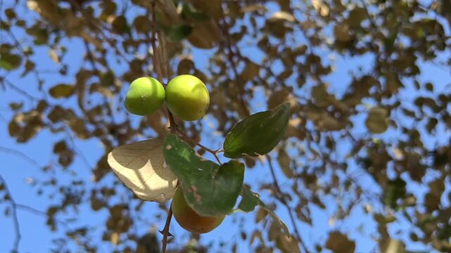 Fresh indian jujube (ber, indian plum, ziziphus mauritiana) fruits on tree