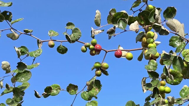 Fresh indian jujube (ber, indian plum, ziziphus mauritiana) fruits on tree