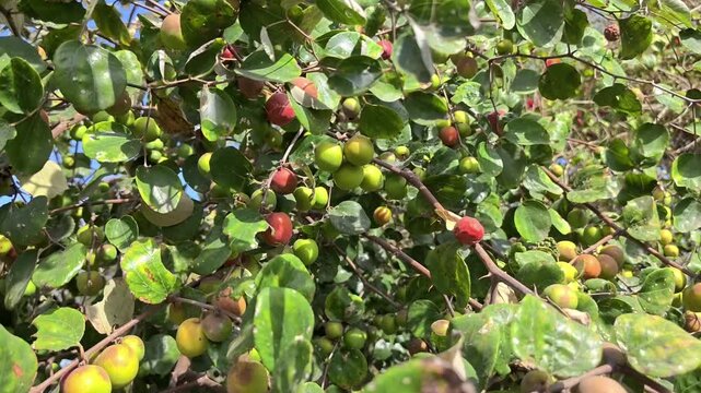 Fresh indian jujube (ber, indian plum, ziziphus mauritiana) fruits on tree