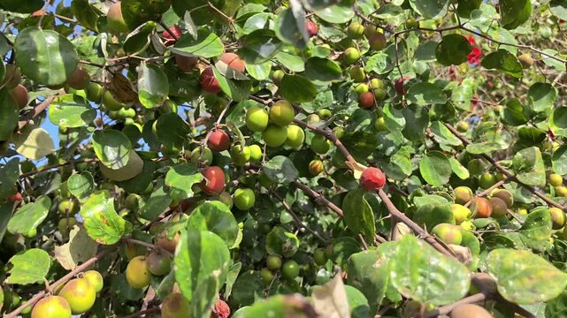 Fresh indian jujube (ber, indian plum, ziziphus mauritiana) fruits on tree