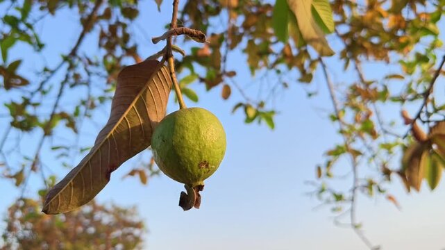 Closeup of guava fruit growing on tree