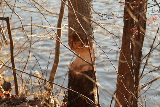 Tree that looks like a beaver has been chomping on it.  In the background is a river