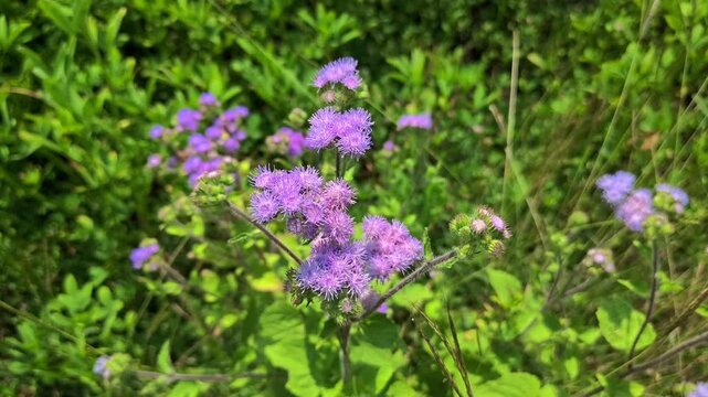 Close up of Ageratum houstonianum flower blooming in natural garden light