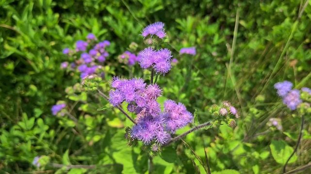 Close up of Ageratum houstonianum flower blooming in natural garden light