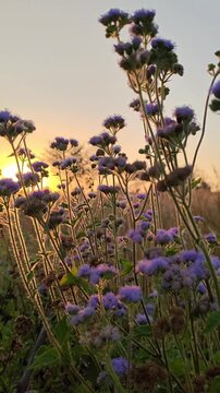 Close up of Ageratum houstonianum flower blooming in natural garden light