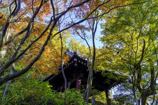 木, 自然, 秋, 風景, 森
