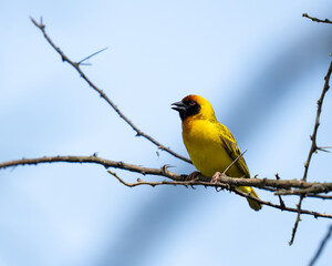 Fototapeta premium Rüppell's weaver bird sitting on thorn branches
