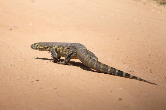 Nile monitor lizard walking across the road