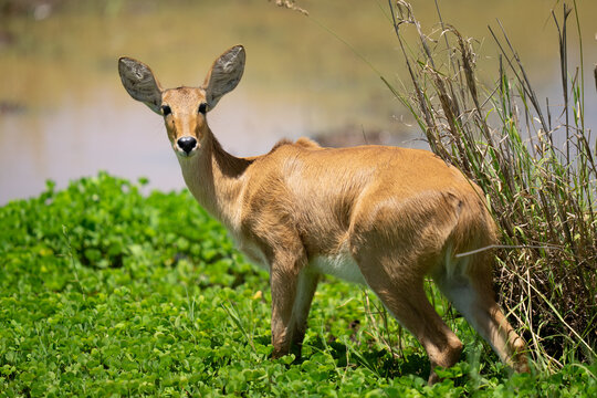 Bohor reedbuck antelope grazing in a marsh by the water