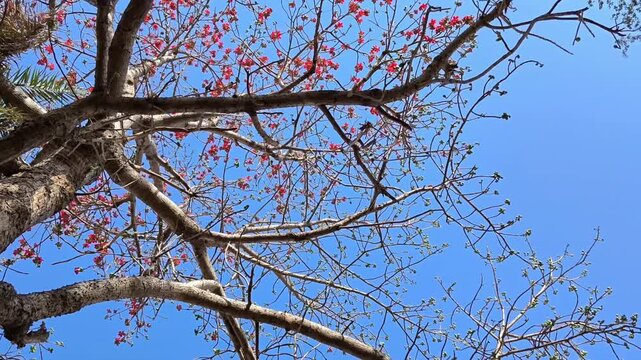 Branch of blossoming bombax ceiba tree