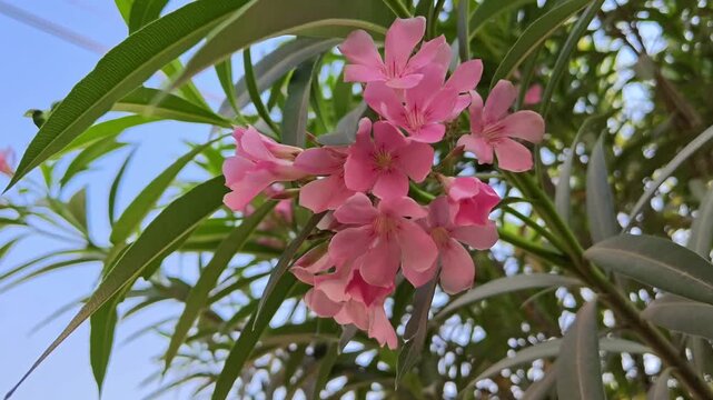 Nerium oleander pink flowers blossom