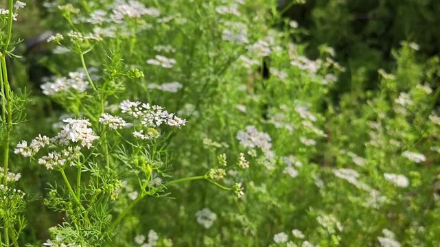 Fresh coriander flowers blooming in organic farm field
