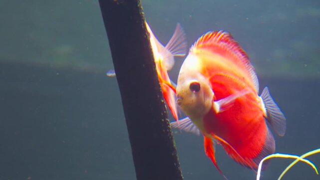 Real footage of beautiful angelfish swimming in the ocean