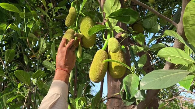Farmer checking young green jackfruit growing on a tree in a tropical garden