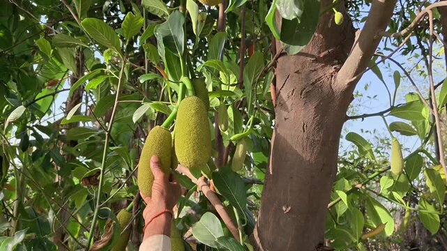 Farmer checking young green jackfruit growing on a tree in a tropical garden