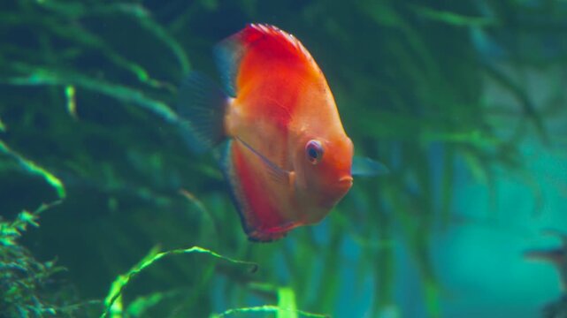 Real footage of beautiful angelfish swimming in the ocean