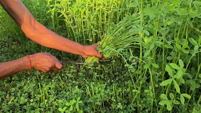 Close up of an indian farmer hands cutting fresh trifolium alexandrinum with a Sickle