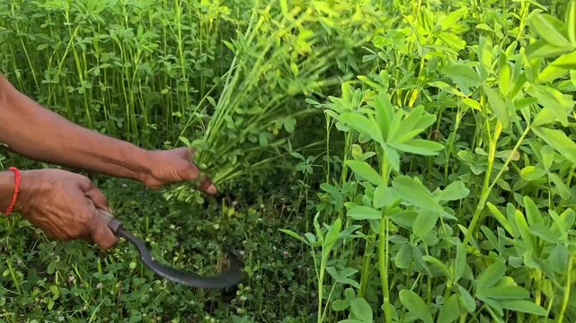 Close up of an indian farmer hands cutting fresh trifolium alexandrinum with a Sickle